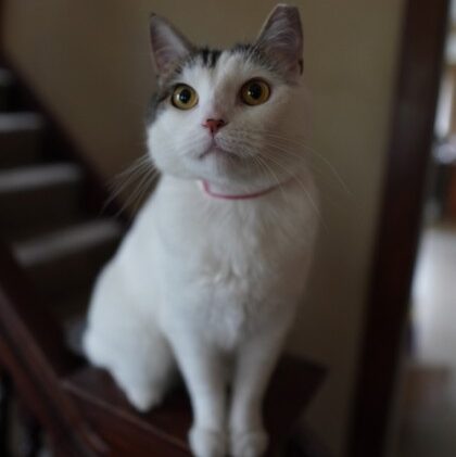 Angel