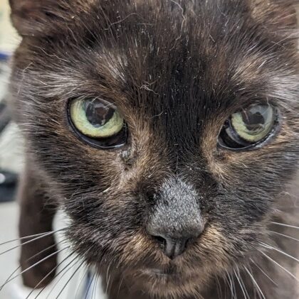 Moki