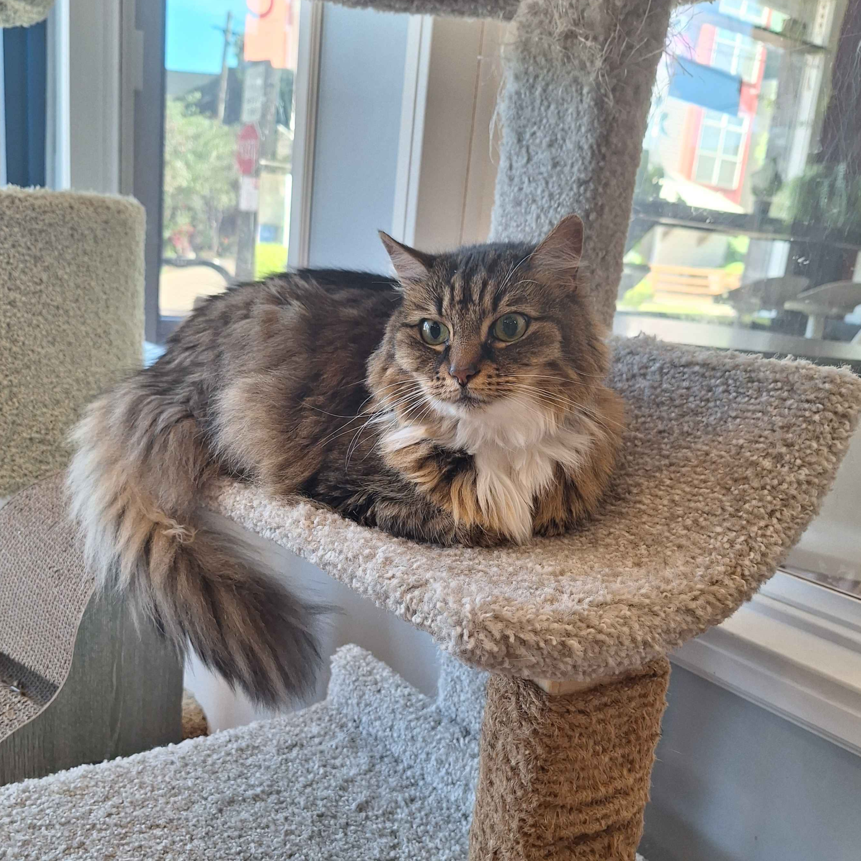 Nala