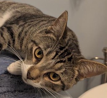 Otis