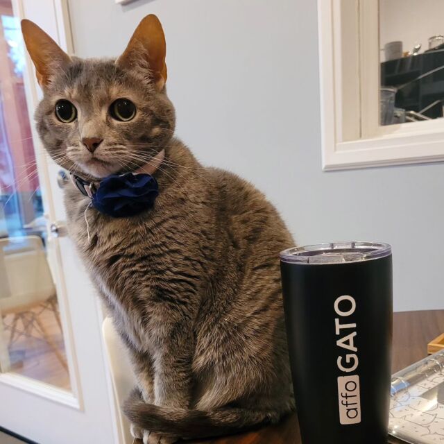 AffoGATO Cat Cafe — The Neighbor's Cat